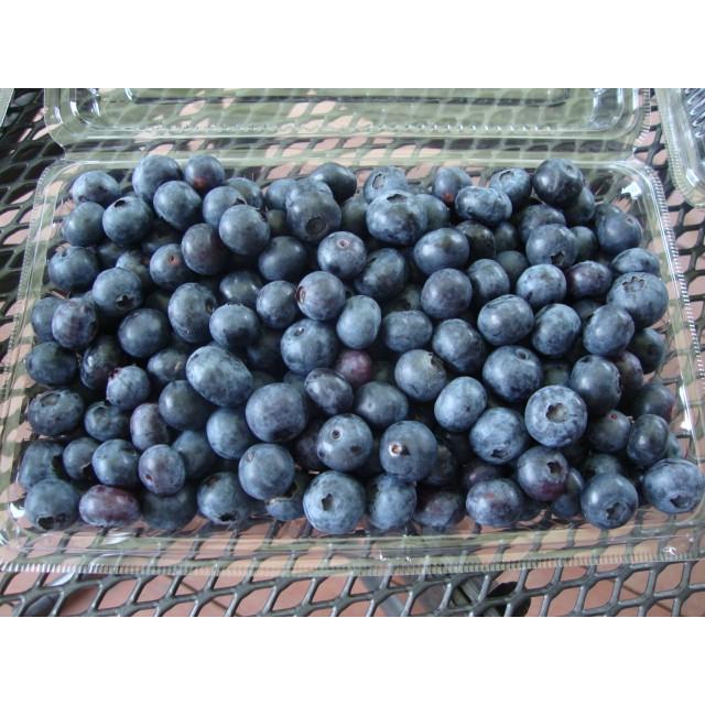　ブルーベリー 3.0kg（500g×6パック）安心安全　無農薬　朝摘み午後発送　冷蔵便発送　6/5ごろから摘み取り順次発送 |  | 05
