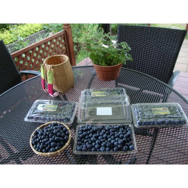 　ブルーベリー 3.0kg（500g×6パック）安心安全　無農薬　朝摘み午後発送　冷蔵便発送　6/5ごろから摘み取り順次発送 |  | 06