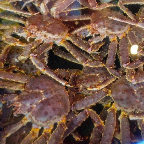 活たらば蟹　オス　4.5kg前後　1尾 