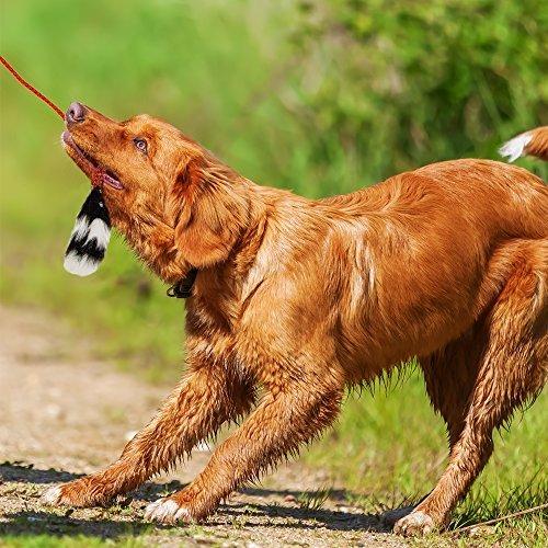 Kyjen 犬用釣竿おもちゃ テイルティーザー ポール ２個 最新コレックション