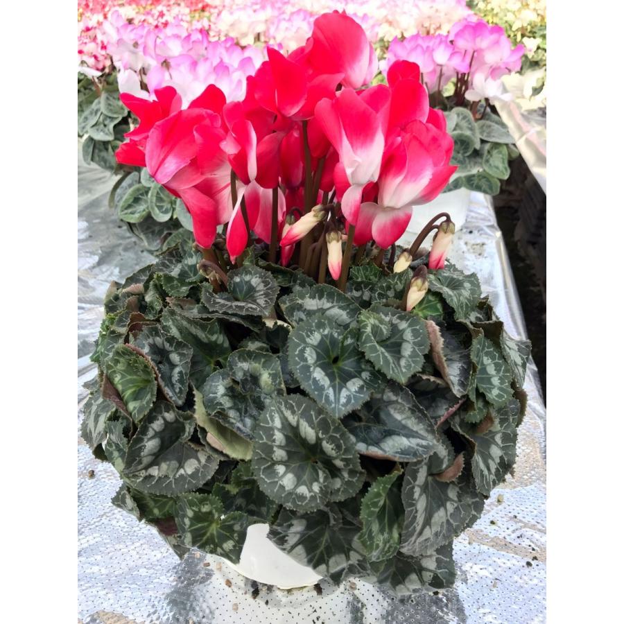 基本送料無料！シクラメン プルマージュオレンジ 5寸/5号 【誠養園のながもちシクラメン】 | 