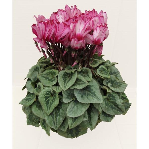 基本送料無料！シクラメン ハーレビクトリア 6寸/6号 【誠養園のながもちシクラメン】