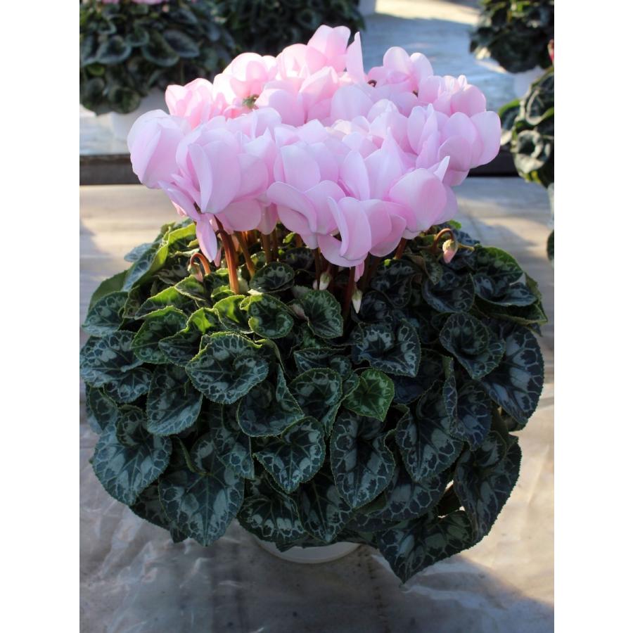 予約販売】基本送料無料！シクラメン ランジェリーピンク 6寸/6号 【誠