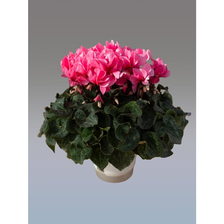 基本送料無料！シクラメン ファルファーレ 7寸/7号 【誠養園のながもち