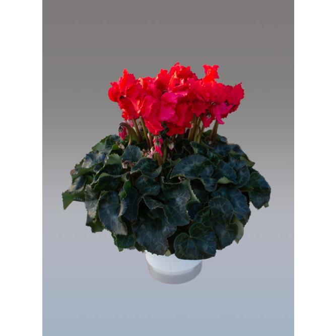 基本送料無料！シクラメン ジングルベル 7寸/7号 【誠養園のながもちシクラメン】 | 