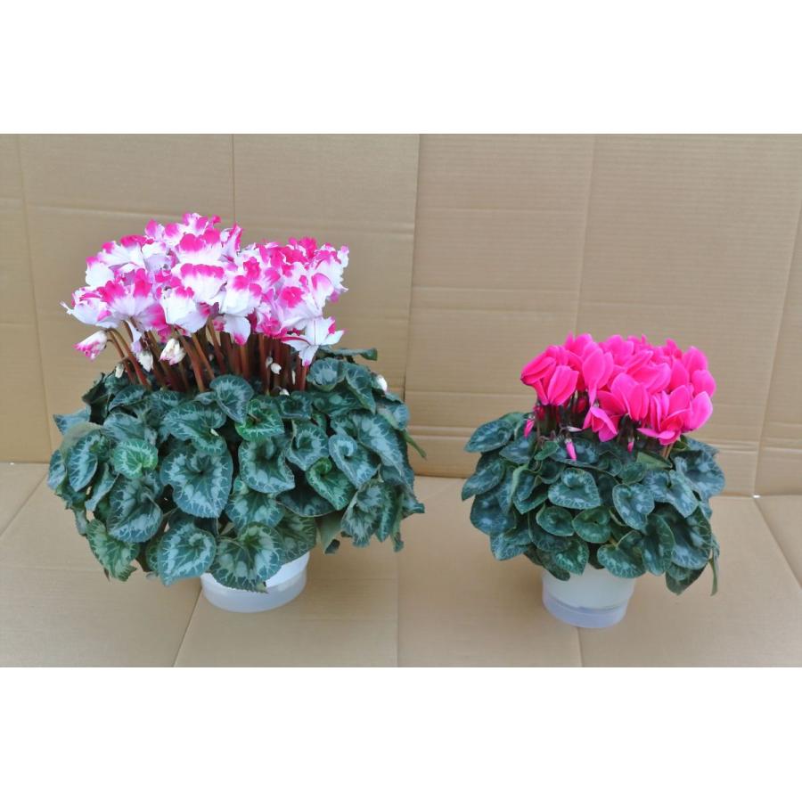 基本送料無料！シクラメン選べる2鉢セット 7寸/7号 ＋ 5寸/5号【誠養園のながもちシクラメン】 | 