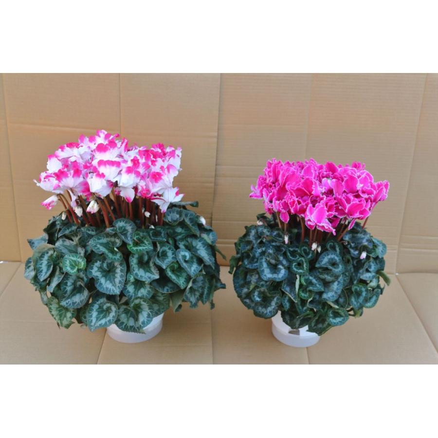 基本送料無料！シクラメン選べる2鉢セット 7寸/7号 ＋ 6寸/6号【誠養園