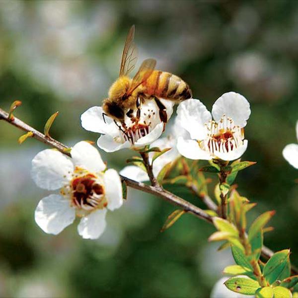 メール便】マヌカハニー メール便 Honey Japan ハニードロップレット