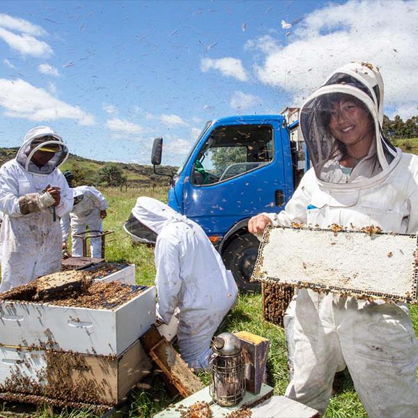 メール便】マヌカハニー メール便 Honey Japan ハニードロップレット