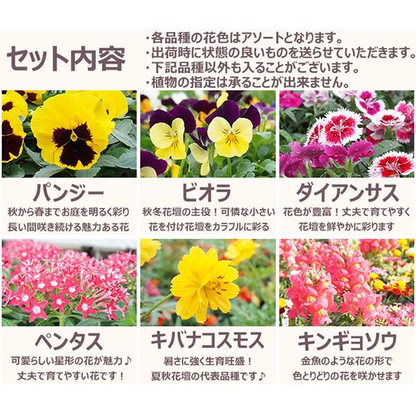 直送 日時指定不可 季節のお花おまかせ9ポット 花苗 セット