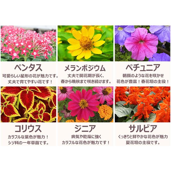直送 日時指定不可 季節のお花おまかせ9ポット 花苗 セット