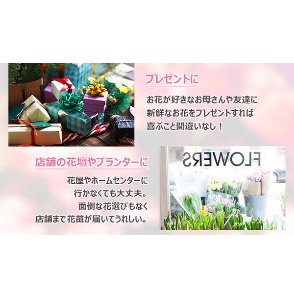 直送 日時指定不可 季節のお花おまかせ9ポット 花苗 セット