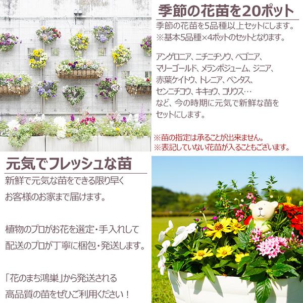 直送 日時指定不可 季節のお花おまかせ20ポット 花苗 セット