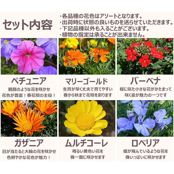 直送 日時指定不可 季節のお花おまかせ20ポット 花苗 セット 直送 日時指定不可 季節のお花おまかせ20ポット 花苗 セット
