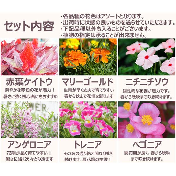 直送 日時指定不可 季節のお花おまかせ20ポット 花苗 セット