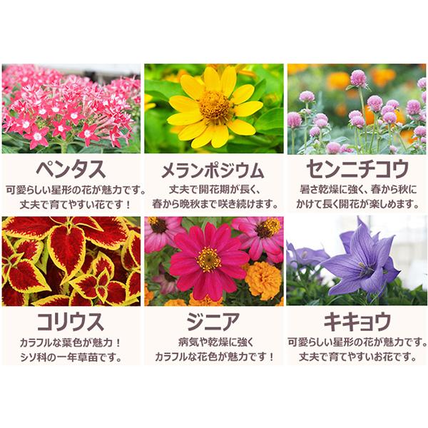 直送 日時指定不可 季節のお花おまかせ20ポット 花苗 セット