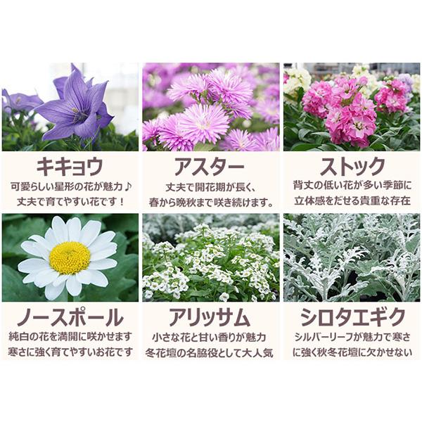 直送 日時指定不可 季節のお花おまかせ20ポット 花苗 セット