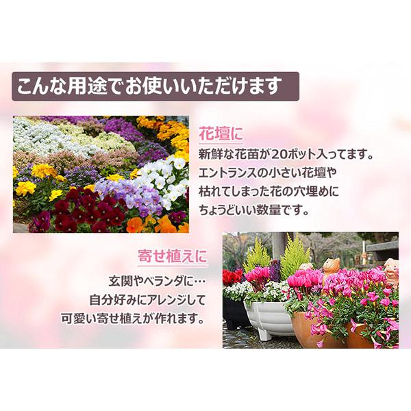 直送 日時指定不可 季節のお花おまかせ20ポット 花苗 セット 直送 日時指定不可 季節のお花おまかせ20ポット 花苗 セット