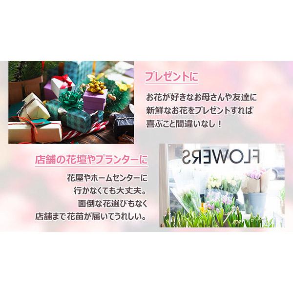 直送 日時指定不可 季節のお花おまかせ20ポット 花苗 セット 直送 日時指定不可 季節のお花おまかせ20ポット 花苗 セット
