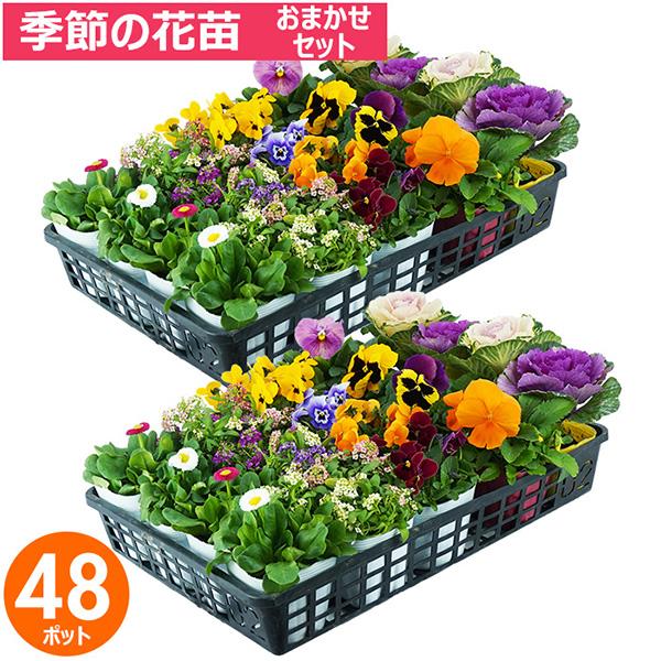 直送 日時指定不可 季節のお花おまかせ48ポット 花苗 セット
