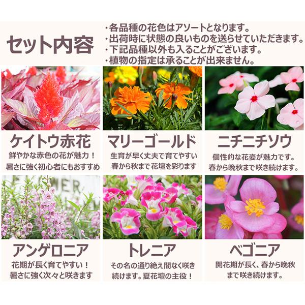 直送 日時指定不可 季節のお花おまかせ48ポット 花苗 セット