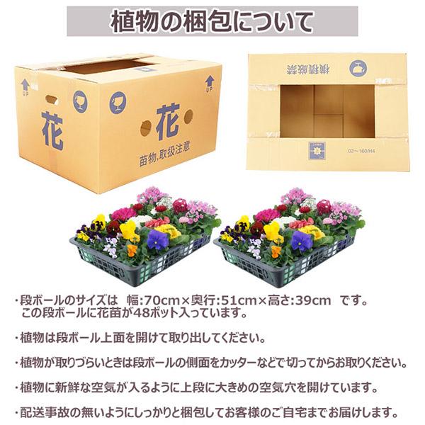 お花の苗　お任せセット 直送 日時指定不可 季節のお花おまかせ48ポット 花苗 セット