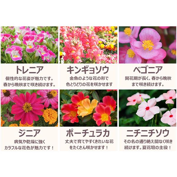 直送 日時指定不可 季節のお花おまかせ96ポット 花苗 セット