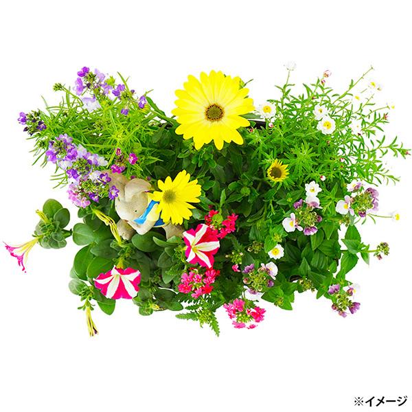直送 日時指定不可 季節の寄せ植え 春 タル型鉢 黒 花苗 ガーデン