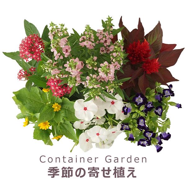 直送 日時指定不可 季節の寄せ植え 夏 タル型鉢 黒 花苗 ガーデン