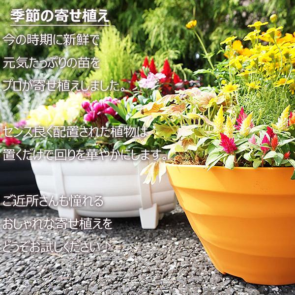 直送 日時指定不可 季節の寄せ植え 夏 タル型鉢 黒 花苗 ガーデン