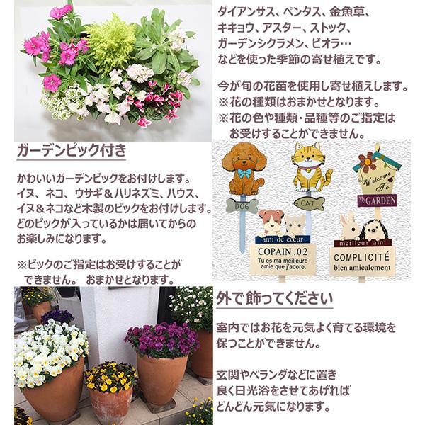 【鉢ごと/翌日発/沖縄離島不可】プルメリア 　４号　11種ミックス　11鉢セット 直送 日時指定不可 季節の寄せ植え 秋冬 タル型鉢 黒 花苗 ガーデン