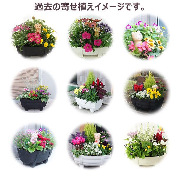直送 日時指定不可 季節の寄せ植え 夏 タル型鉢 黒 花苗 ガーデン