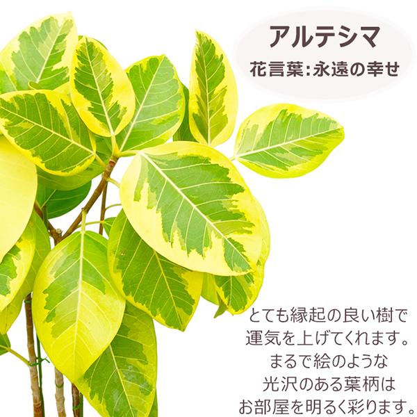 エバーフレッシュ⭐️曲がり⭐️約125〜130cm 綺麗な樹形◎大型130cm】エバーフレッシュ 曲がり 実付き | 観葉植物