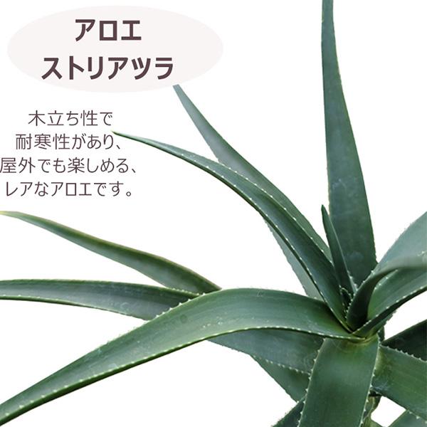 直送 日時指定不可 アロエ ストリアツラ 5号バスケット 天然素材鉢