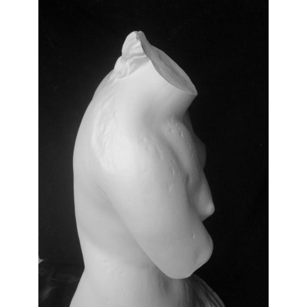 T−512 ミロのヴィーナストルソ : 石膏像ドットコム - 通販