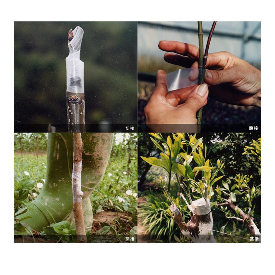 マルディグラ プルメリア 接ぎ木苗 プルメリア マルディグラ 接ぎ木苗