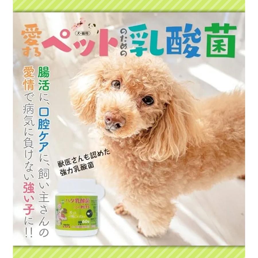 ハタ乳酸菌 for pets ペット用 60g 乳酸菌 犬 猫 いぬ ねこ ペット