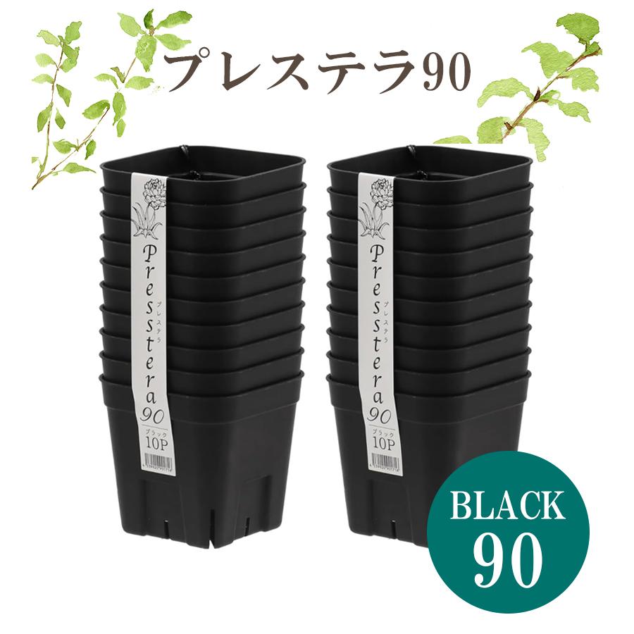 Top【選抜株】多肉植物　16750ブラック　デビル 24個　鉢無し/脱土 プラ鉢 A-30 白 24個セット + 専用トレー PMT-24白（ホワイト） 付き