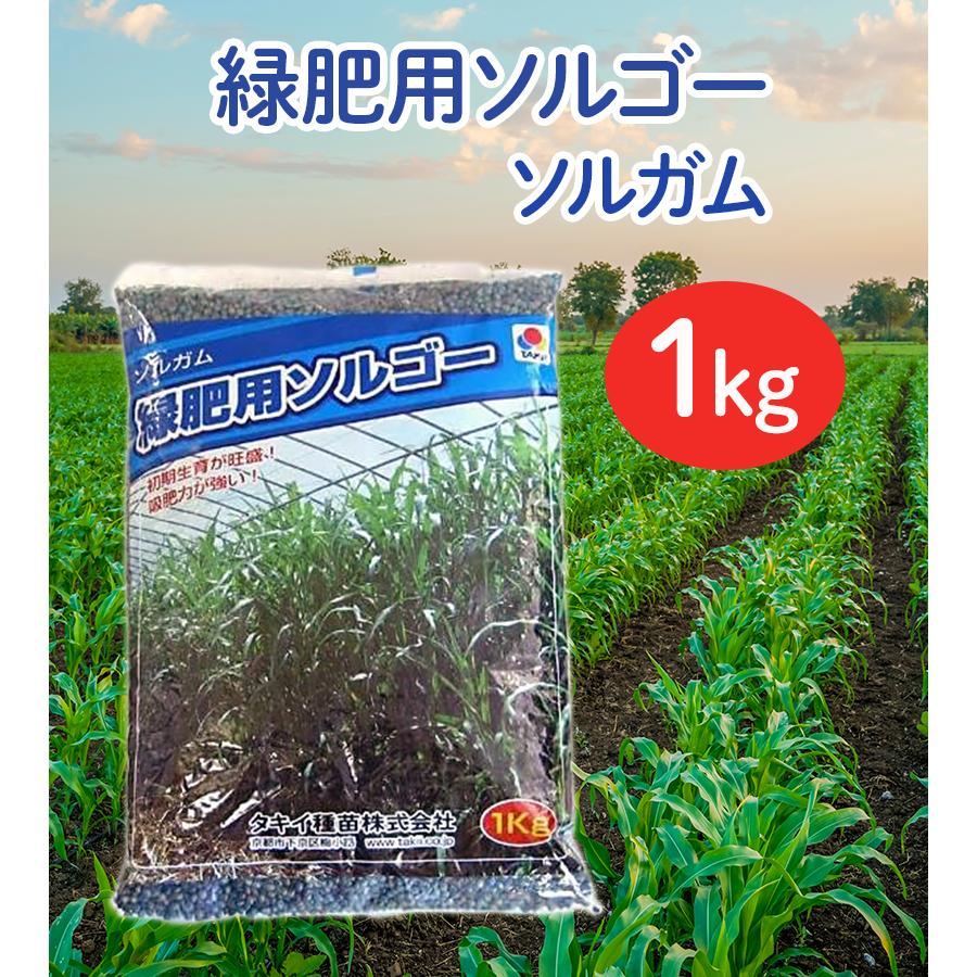 タキイ種苗 ソルガム 緑肥用 ソルゴー 1kg タネのタキイ スーダン型 早生 BSG558 |  | 01