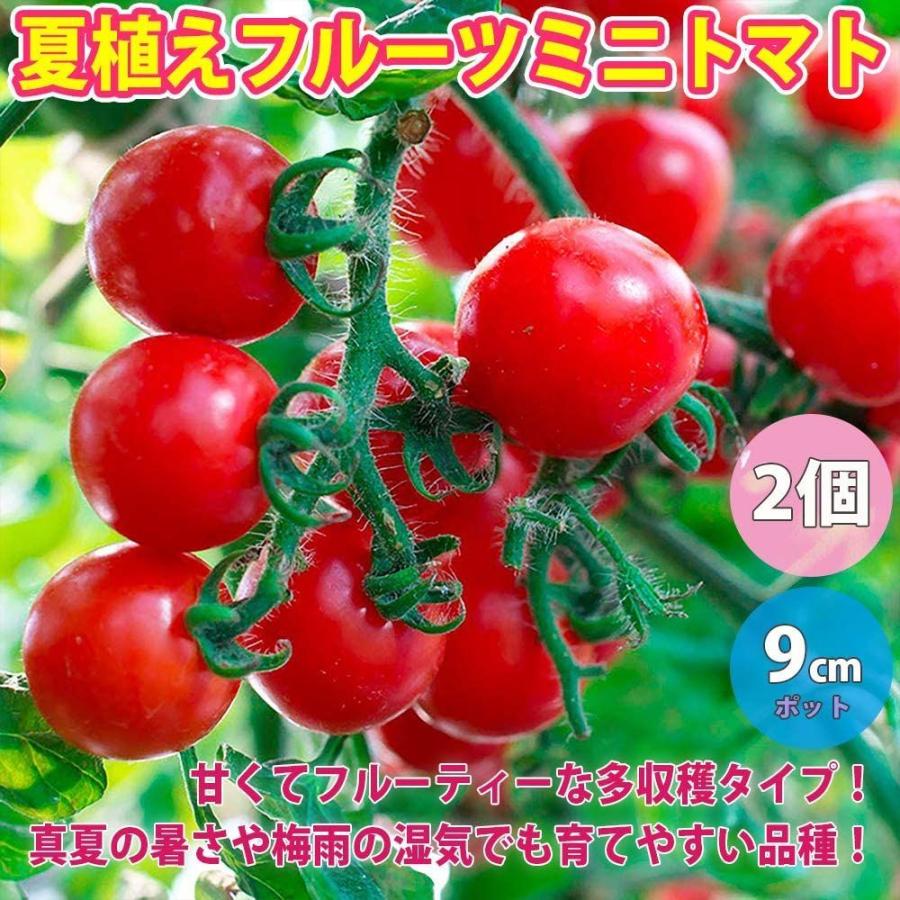ミニトマト苗 夏植え フルーツミニトマトの苗 野菜苗 9cmポット実生苗 2個セット 実生苗は夏場 徒長しやすいため ロットにより挿し木苗 Select Shop Jyun 通販 Yahoo ショッピング