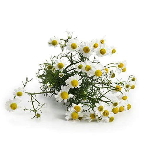 ジャーマンカモミール ハーブ苗9cmポット 3個セット 即出荷 Select Shop Jyun 通販 Yahoo ショッピング