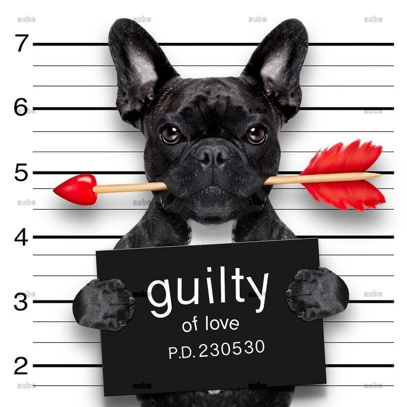 アート マグショット 強化ガラス ガラスアート フレンチブルドッグ Guilty of Love Frenchie 16×16 HiDef Art Glass