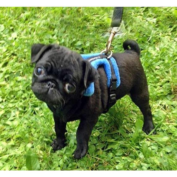 パーフェクトスムース Amazon.co.jp: Z/X -Zillions of enemy X- スタートダッシュ