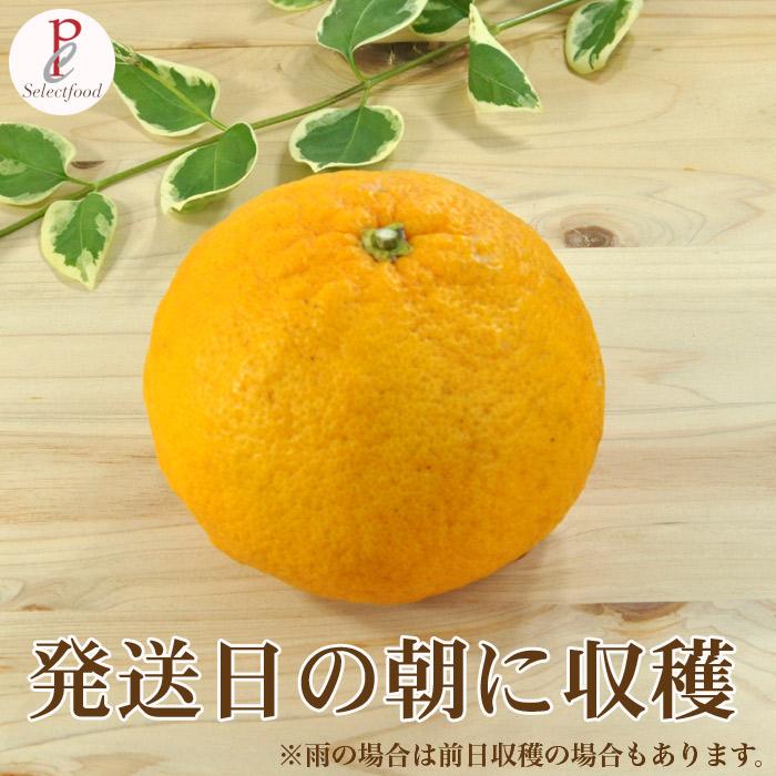 甘夏みかん 無農薬 黒柳さんちの甘夏みかん あまなつ 静岡三ケ日 3.5