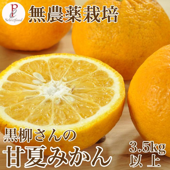 甘夏みかん 無農薬 黒柳さんちの甘夏みかん あまなつ 静岡三ケ日 3.5