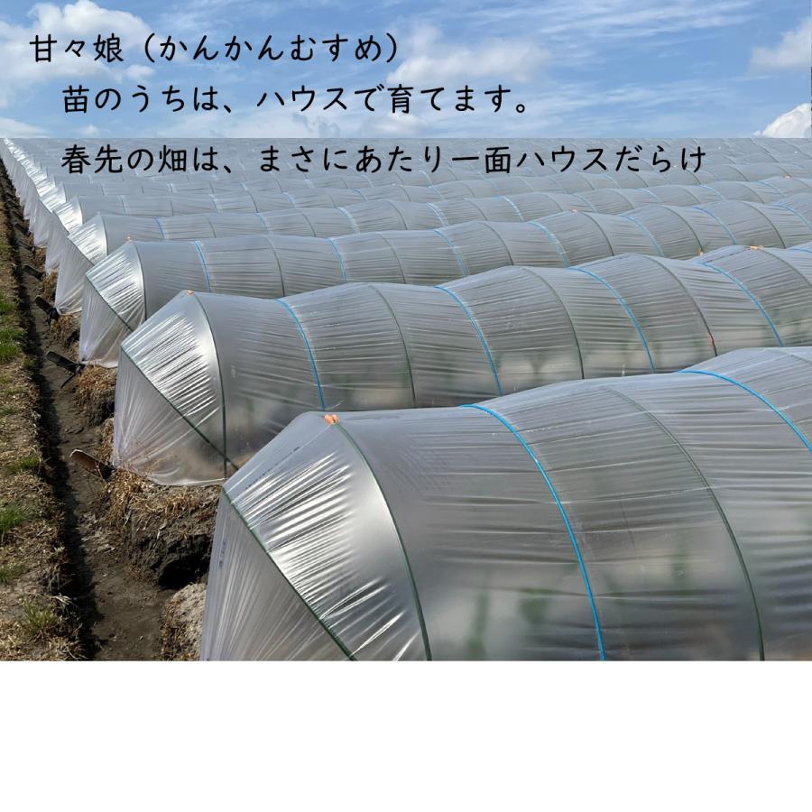とうもろこし 甘々娘 かんかんむすめ 静岡県 袋井 森町 朝採り幻の