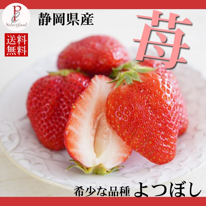 いちご よつぼし 2パック 500g 静岡県 SHUファームの苺 朝摘みイチゴ