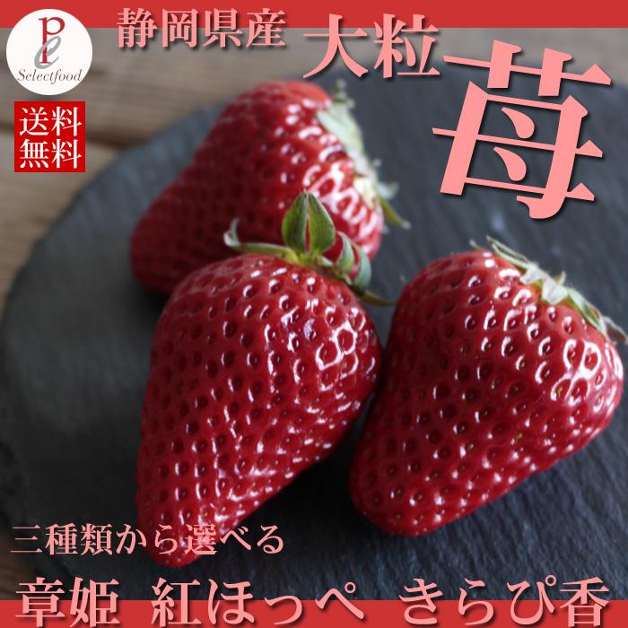いちご 紅ほっぺ 朝摘み苺 450グラム程度2パック 合計900g程度 18粒