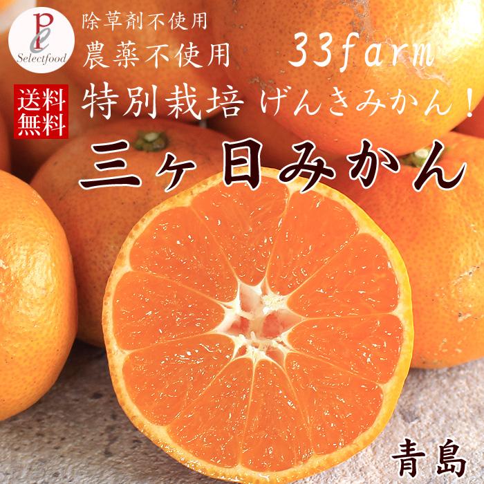 三ヶ日みかん　あおしま　約10キロ みかん 10kg 三ヶ日みかん青島 33ファームの三ケ日青島みかん 送料無料