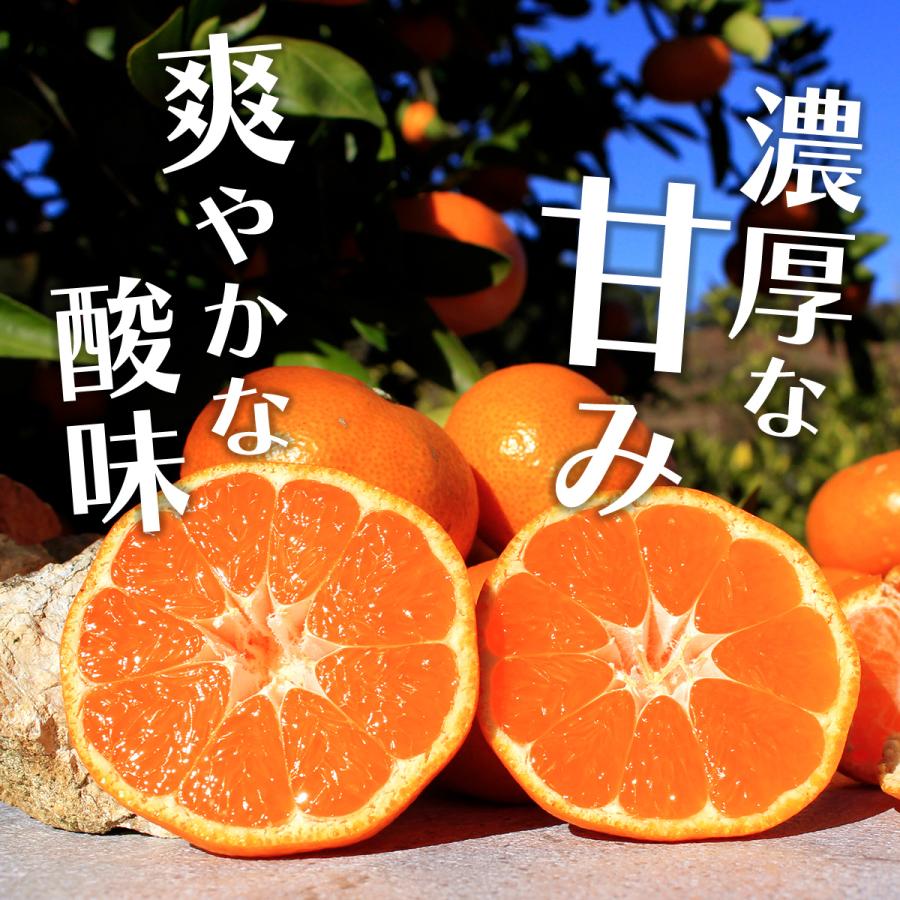 みかん 10kg 三ヶ日みかん青島 33ファームの三ケ日青島みかん 送料無料